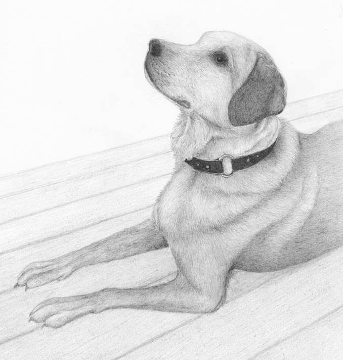 Drawing of Dog (Canus familiarus)